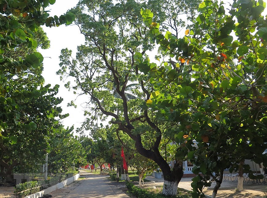 Greenery in Truong Sa island district hinh anh 6
