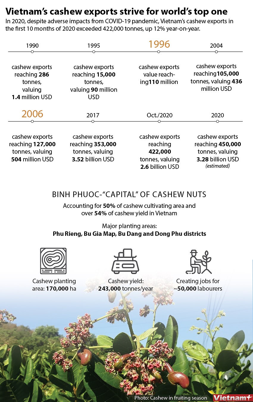Vietnam's cashew exports strives for world's top one hinh anh 1