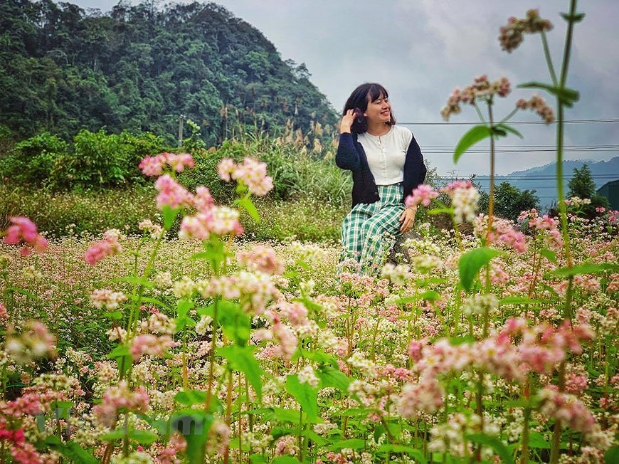 Buckwheat flower fields : can-not-miss check-in hotspots in Ha Giang hinh anh 11