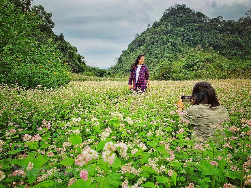 Buckwheat flower fields : can-not-miss check-in hotspots in Ha Giang hinh anh 12