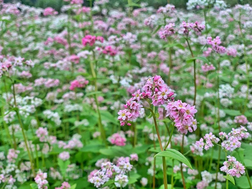 Buckwheat flower fields : can-not-miss check-in hotspots in Ha Giang hinh anh 9