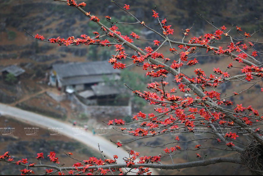 Red silk-cotton flower heats up Ha Giang rocky plateau hinh anh 2