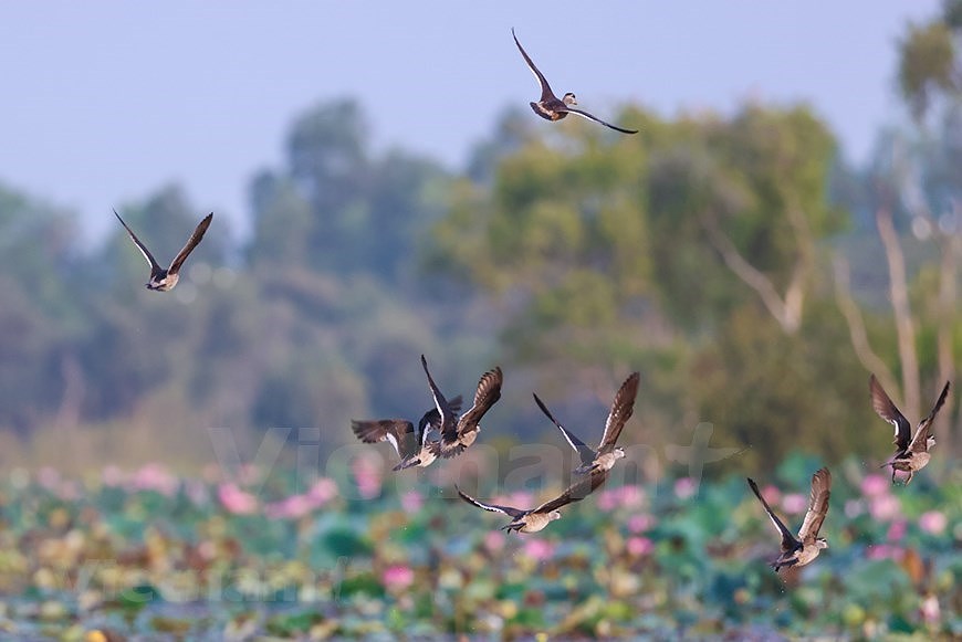 Tram Chim Park home to spectacular diversity of bird species hinh anh 3