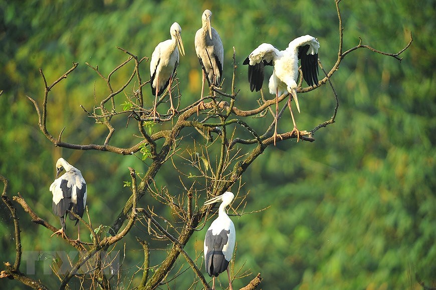 Parc ornithologique de Thung Nham, un site pour les amateurs d'oiseaux hinh anh 7