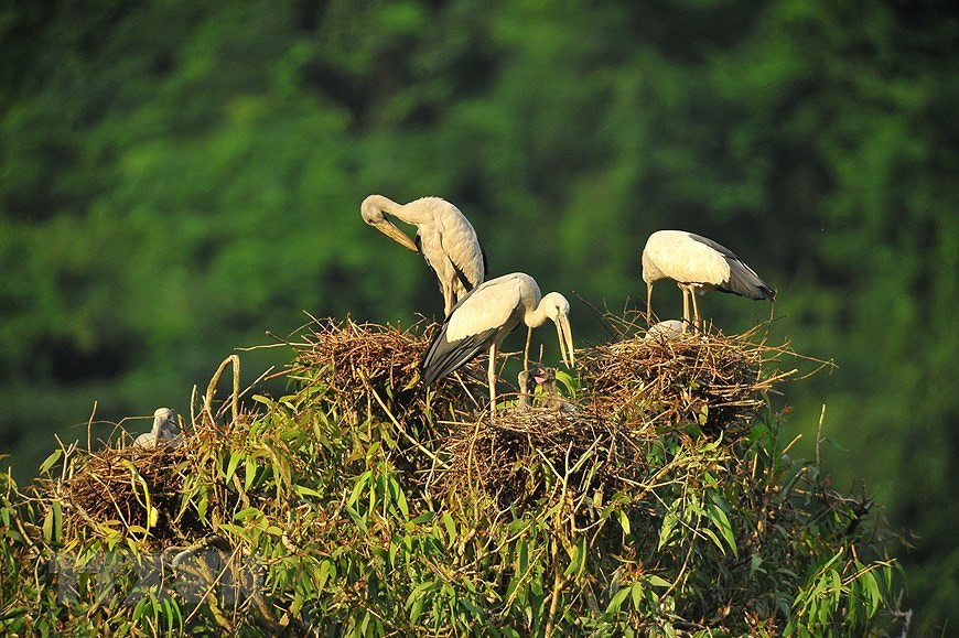Parc ornithologique de Thung Nham, un site pour les amateurs d'oiseaux hinh anh 9