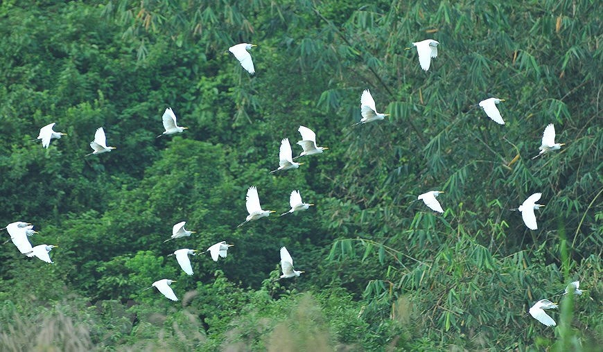 Parc ornithologique de Thung Nham, un site pour les amateurs d'oiseaux hinh anh 3