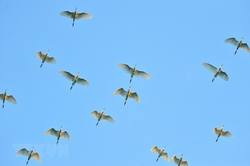 Parc ornithologique de Thung Nham, un site pour les amateurs d'oiseaux hinh anh 4