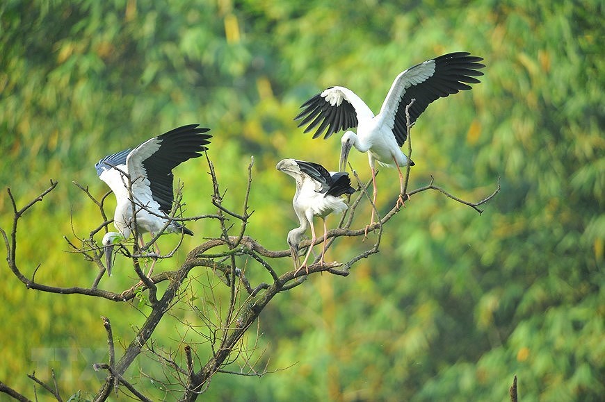 Parc ornithologique de Thung Nham, un site pour les amateurs d'oiseaux hinh anh 6