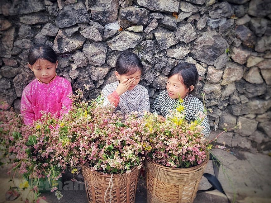 Champs de fleurs de sarrasin: un site incontournable pour prendre de photos a Ha Giang hinh anh 11