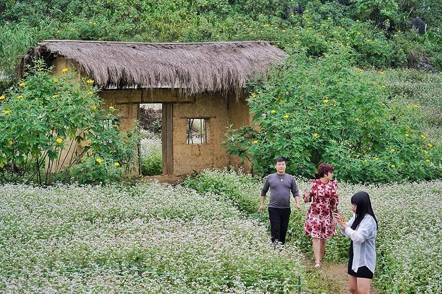 Champs de fleurs de sarrasin: un site incontournable pour prendre de photos a Ha Giang hinh anh 5