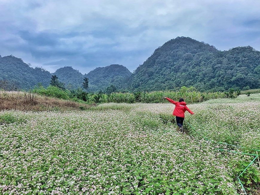 Champs de fleurs de sarrasin: un site incontournable pour prendre de photos a Ha Giang hinh anh 6