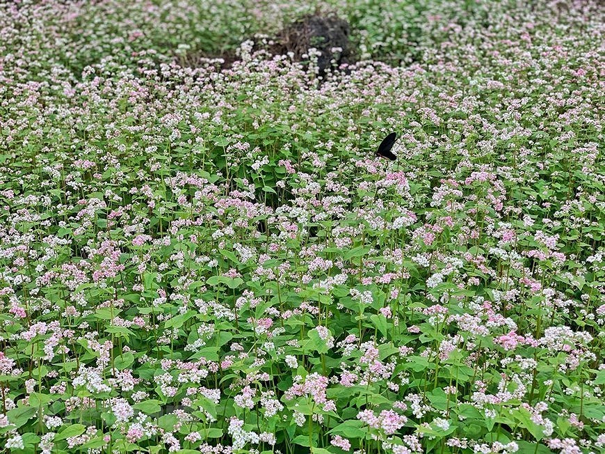 Champs de fleurs de sarrasin: un site incontournable pour prendre de photos a Ha Giang hinh anh 7