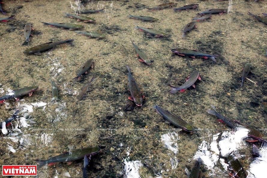 Le ruisseau aux poissons du village de Ngoc hinh anh 3