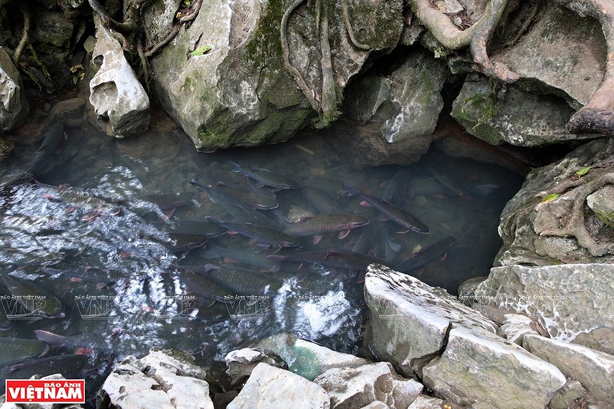 Le ruisseau aux poissons du village de Ngoc hinh anh 5
