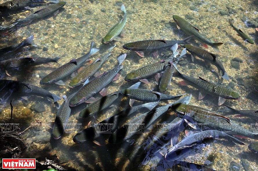 Le ruisseau aux poissons du village de Ngoc hinh anh 8
