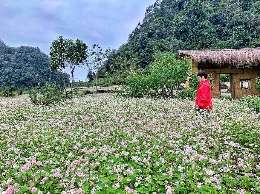 Champs de fleurs de sarrasin: un site incontournable pour prendre de photos a Ha Giang hinh anh 10