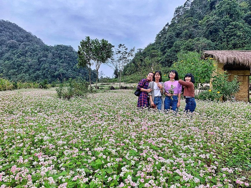 Champs de fleurs de sarrasin: un site incontournable pour prendre de photos a Ha Giang hinh anh 2