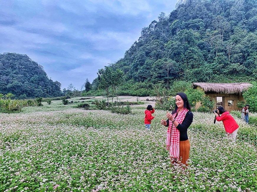 Champs de fleurs de sarrasin: un site incontournable pour prendre de photos a Ha Giang hinh anh 3