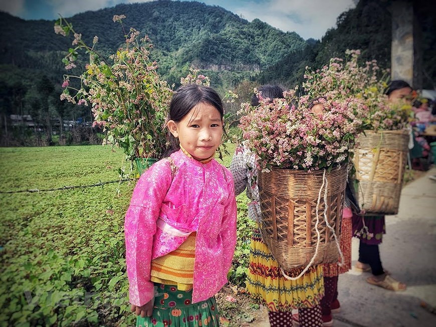 Champs de fleurs de sarrasin: un site incontournable pour prendre de photos a Ha Giang hinh anh 9