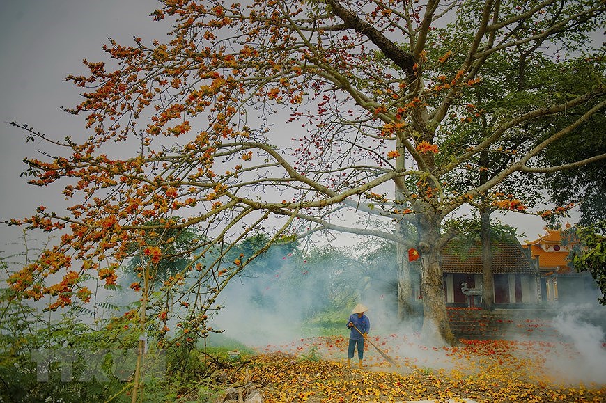 Пора цветения хлопковых деревьев в Ниньбине hinh anh 1