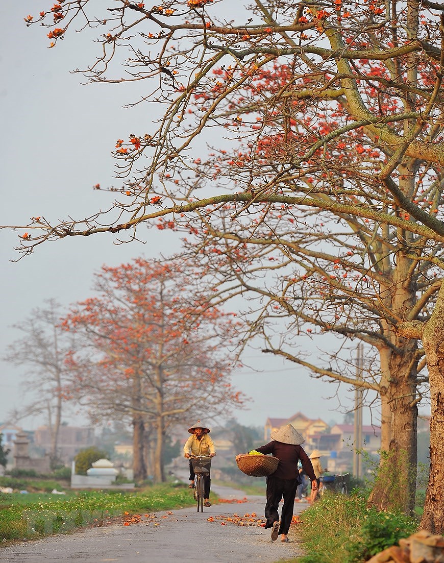 Пора цветения хлопковых деревьев в Ниньбине hinh anh 10