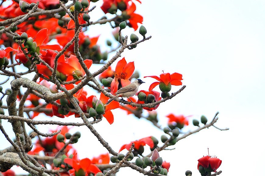 Пора цветения хлопковых деревьев в Ниньбине hinh anh 12
