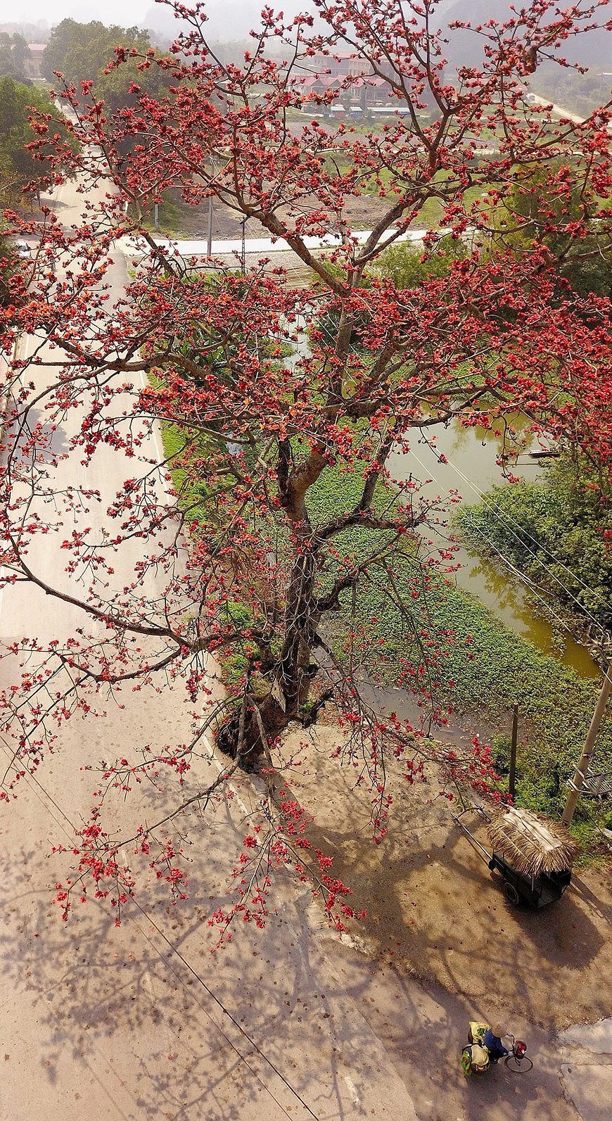 Пора цветения хлопковых деревьев в Ниньбине hinh anh 4
