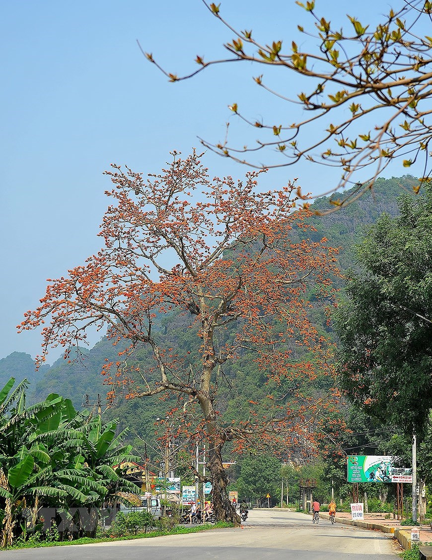 Пора цветения хлопковых деревьев в Ниньбине hinh anh 6