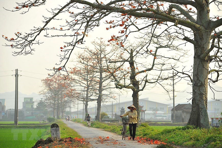 Пора цветения хлопковых деревьев в Ниньбине hinh anh 7