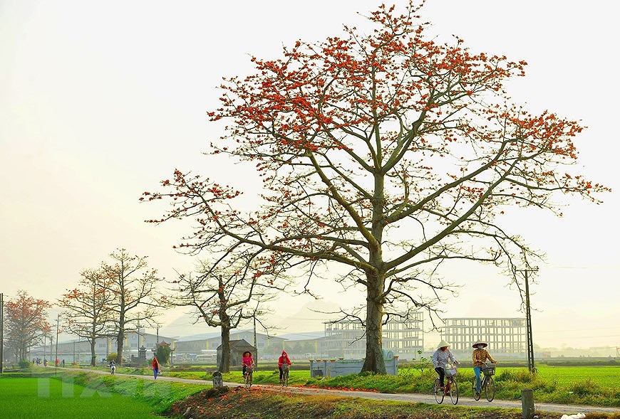 Пора цветения хлопковых деревьев в Ниньбине hinh anh 8