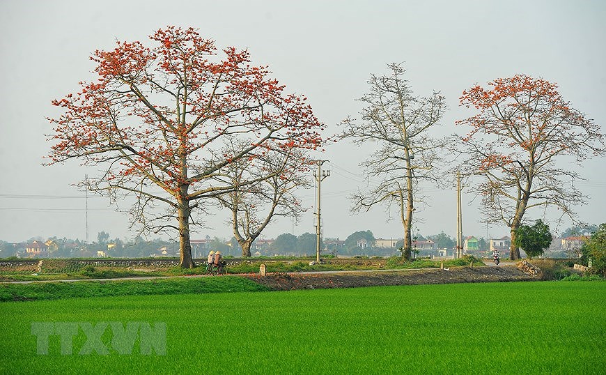 Пора цветения хлопковых деревьев в Ниньбине hinh anh 9