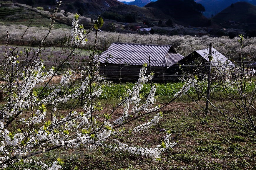 Сезон цветения сливы на плато Моктьяу hinh anh 10