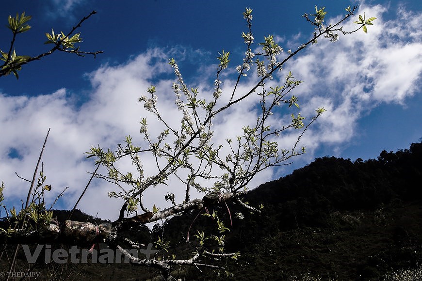 Сезон цветения сливы на плато Моктьяу hinh anh 12