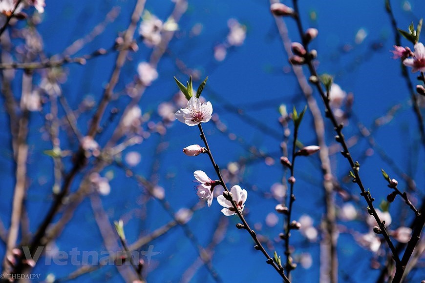 Сезон цветения сливы на плато Моктьяу hinh anh 15