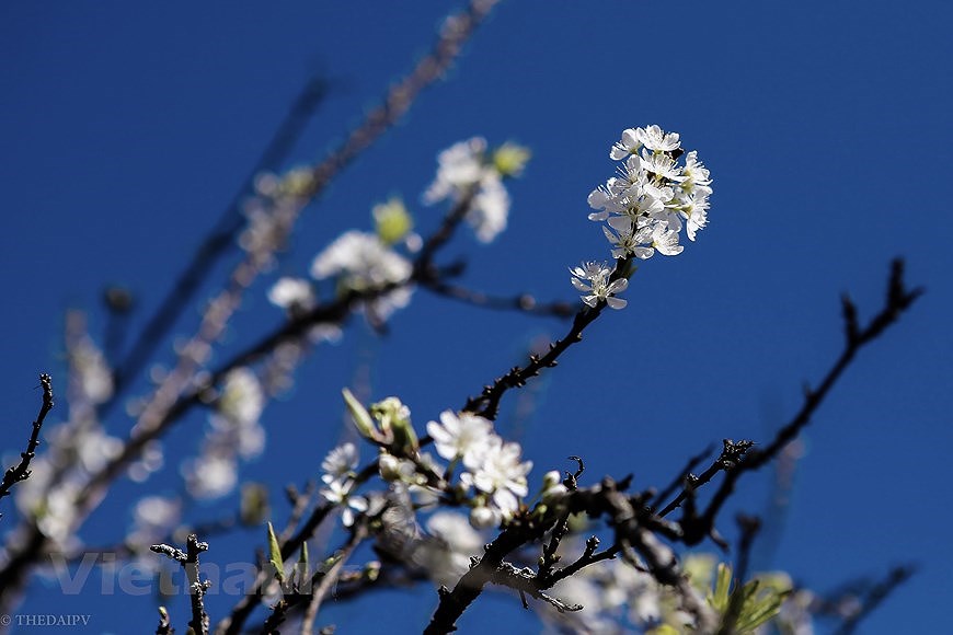Сезон цветения сливы на плато Моктьяу hinh anh 18