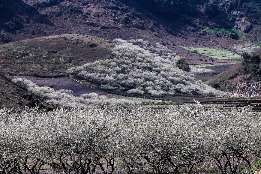 Сезон цветения сливы на плато Моктьяу hinh anh 8