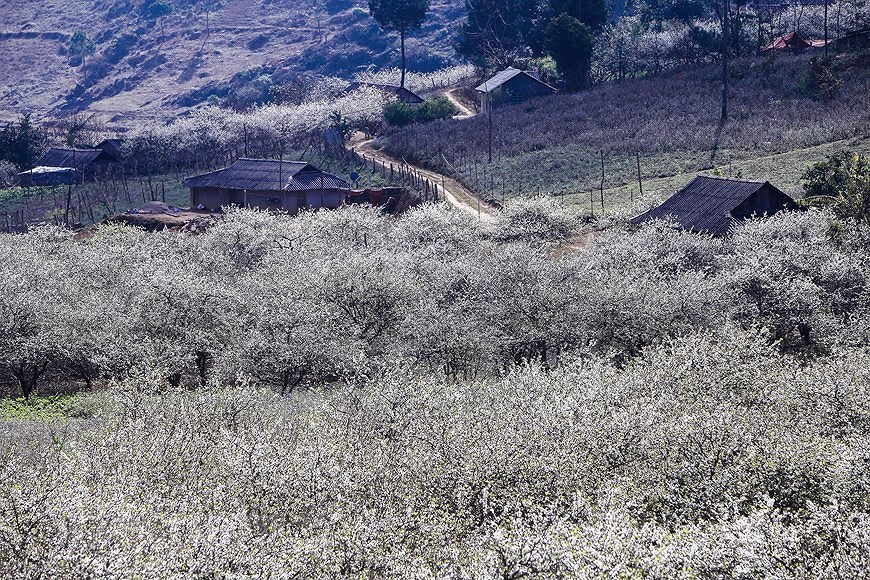 Сезон цветения сливы на плато Моктьяу hinh anh 9