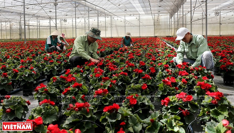 Далат – «столица» по экспорту цветов hinh anh 7