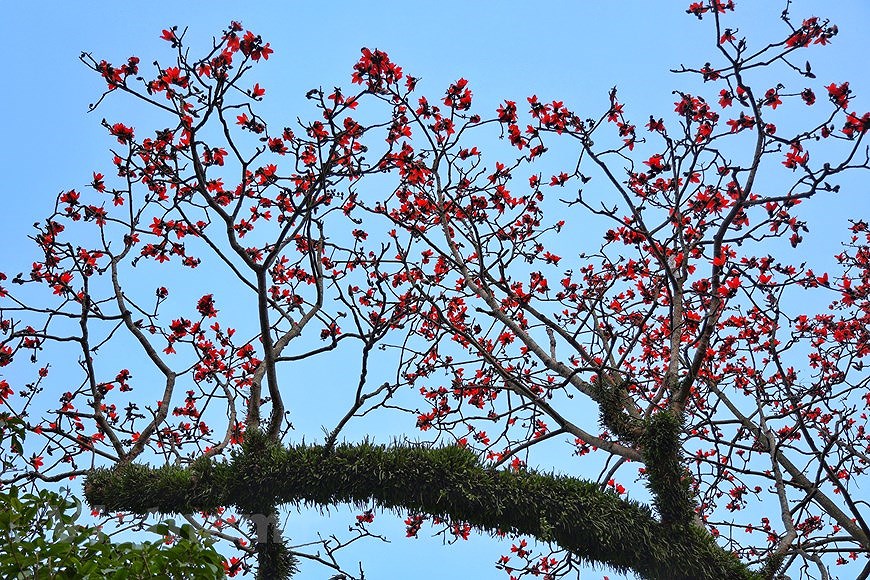 Сезон цветения хлопковых деревьев hinh anh 1