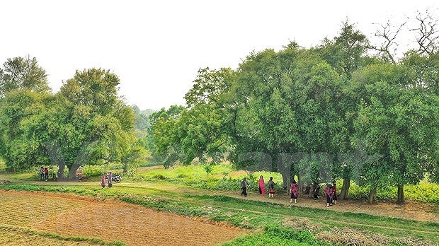 Аллея тысячелетних тутовых в деревне Дыонглам hinh anh 2