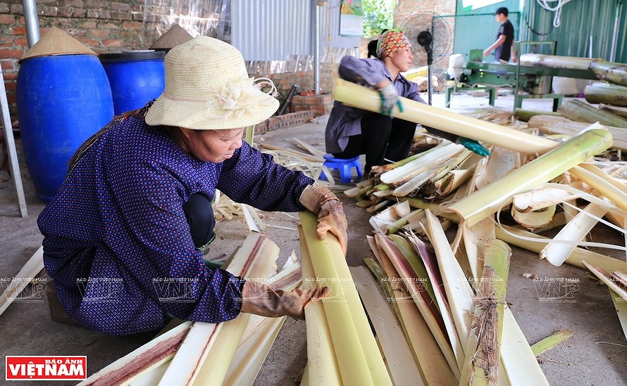 Вьетнамское банановое волокно завоевывает мировои рынок hinh anh 2