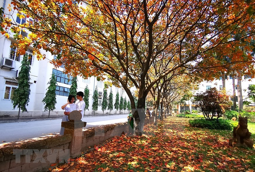 Золотые листья придают университету “инстаграмныи” вид hinh anh 9