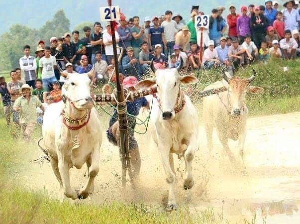 Фестиваль гонок на быках в Анжанге стремится получить международныи статус hinh anh 1