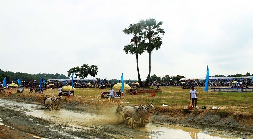 Фестиваль гонок на быках в Анжанге стремится получить международныи статус hinh anh 2