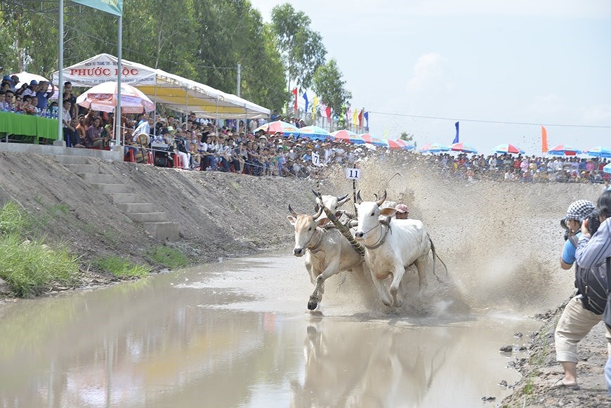 Фестиваль гонок на быках в Анжанге стремится получить международныи статус hinh anh 3