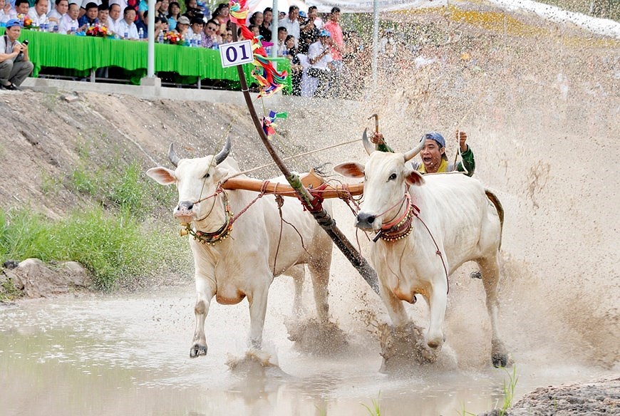 Фестиваль гонок на быках в Анжанге стремится получить международныи статус hinh anh 4