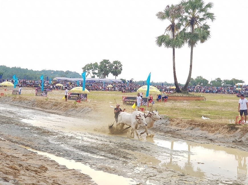 Фестиваль гонок на быках в Анжанге стремится получить международныи статус hinh anh 5
