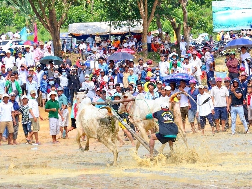 Фестиваль гонок на быках в Анжанге стремится получить международныи статус hinh anh 7