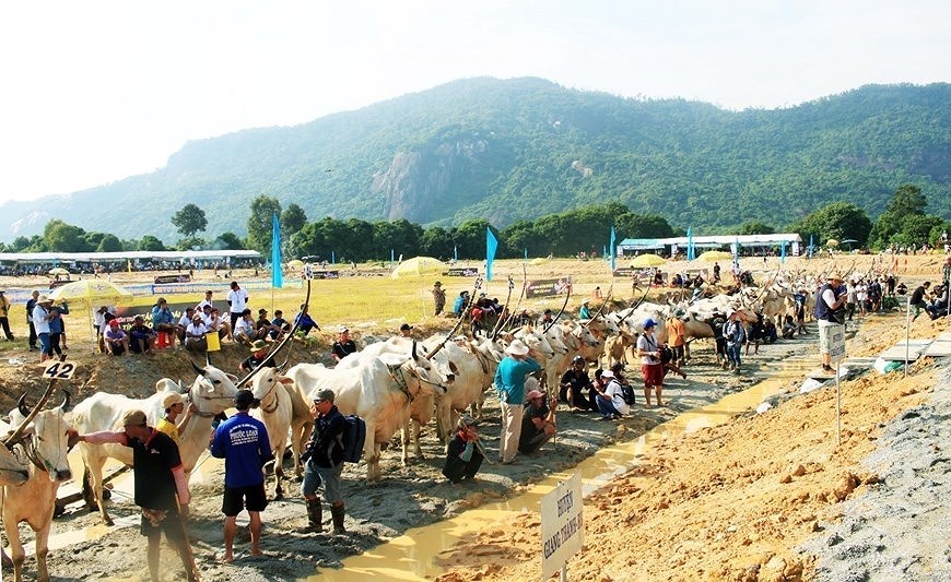 Фестиваль гонок на быках в Анжанге стремится получить международныи статус hinh anh 8