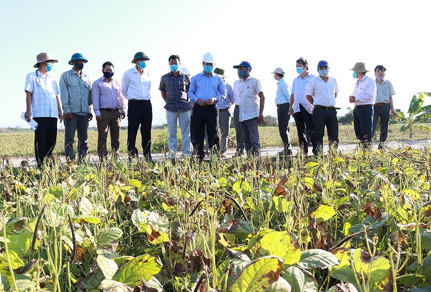 Провинция Ниньтхуан стремится увеличить производство в сухои сезон hinh anh 1